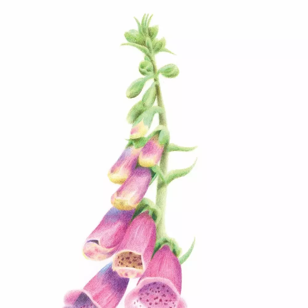 Foxglove Detail